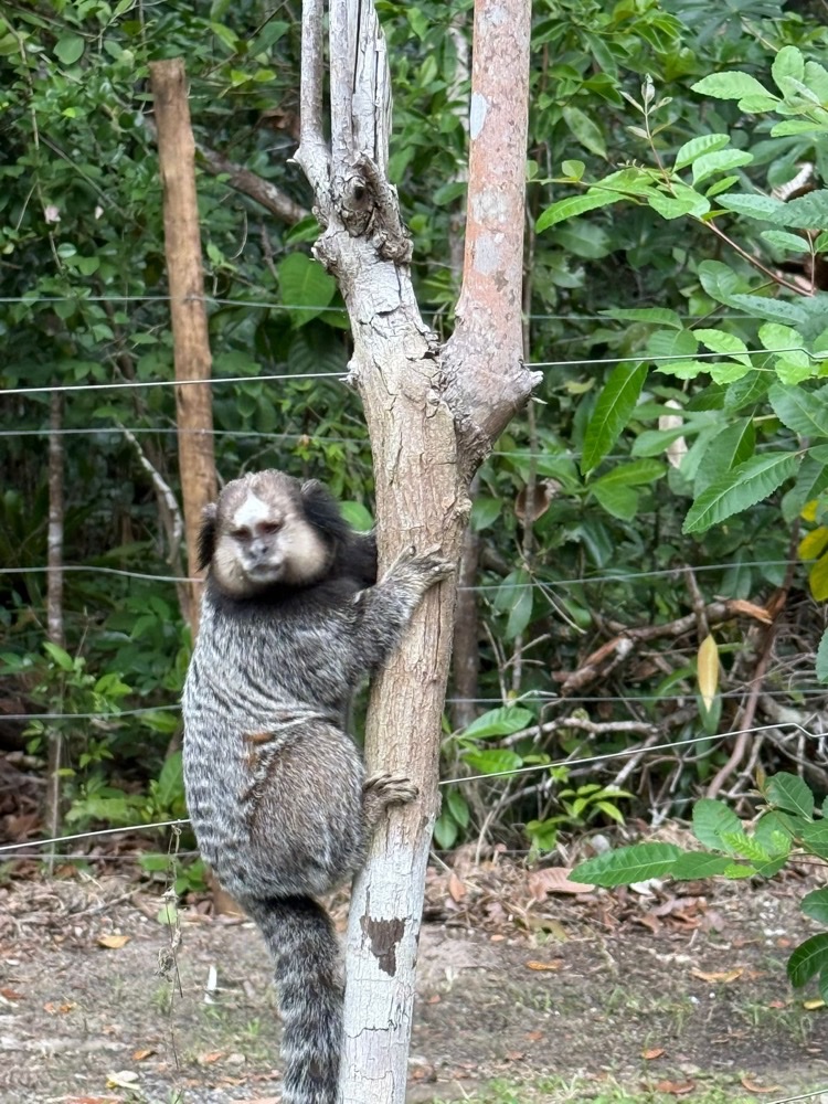 Casa Mimpi — Piracanga